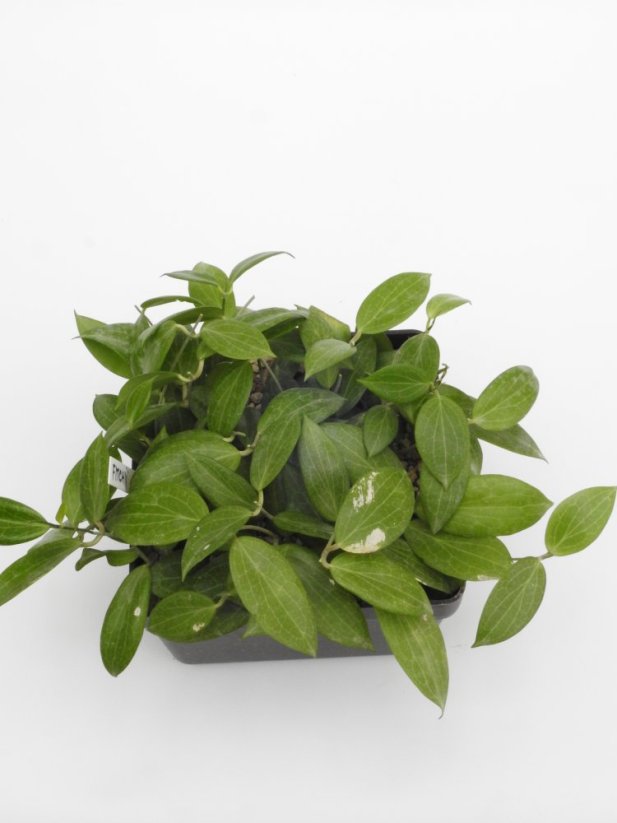 Hoya fitchii