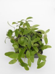 Hoya persicina rosea