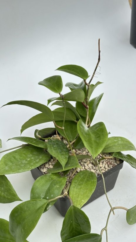 Hoya latifolia