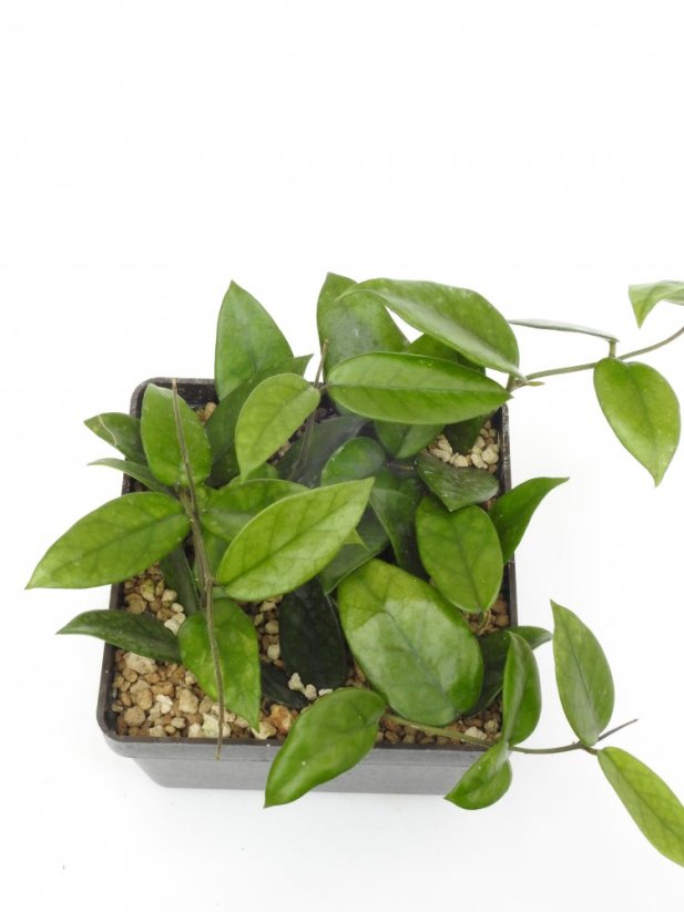 Hoya dasyantha