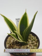 Sansevieria trifasciata silver princess No.7
