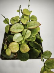 Hoya Biakensis splash