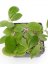 Hoya bent