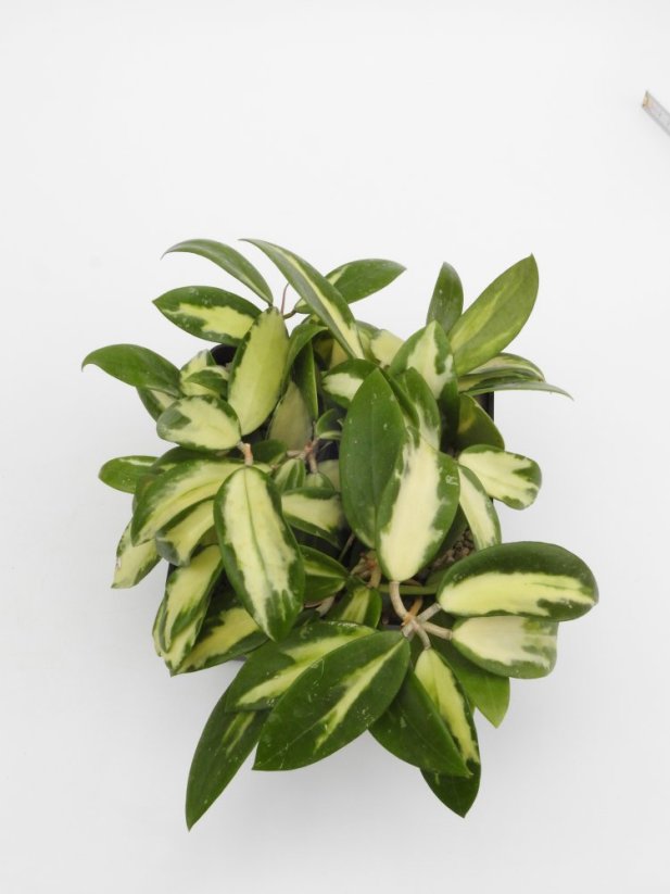 Hoya parasitica variegata