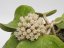 Hoya Loyceandrewsiana