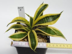 Sansevieria trifasciata sp. No.5