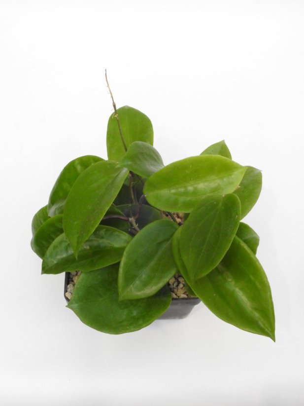 Hoya surigaoensis