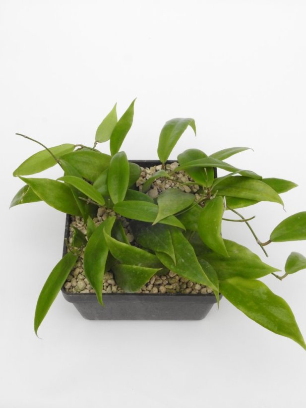 Hoya ilagiorum