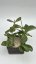 Hoya kerrii splash