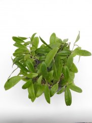 Hoya bhutanica
