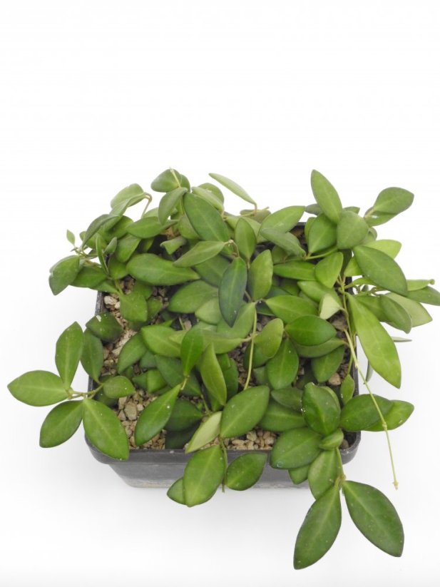 Hoya burtoniae ds70