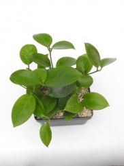 Hoya bicknellii
