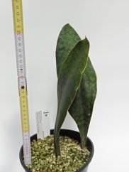 Sansevieria hyacinthoides mozambique  No.18