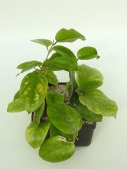 Hoya PNG 436