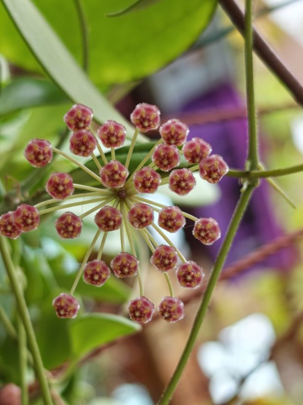 Hoya pallilimba