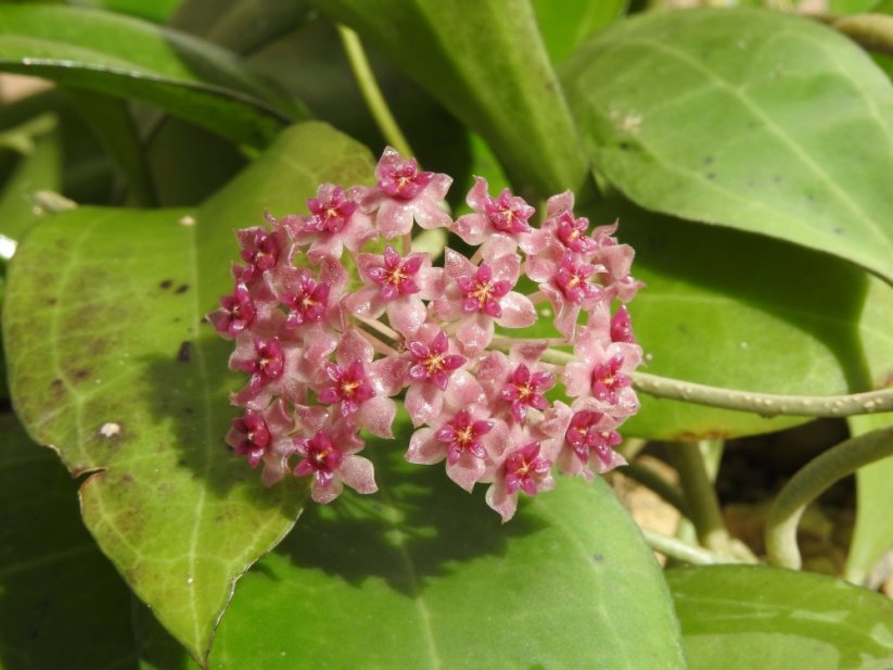 Hoya paulshirleyi