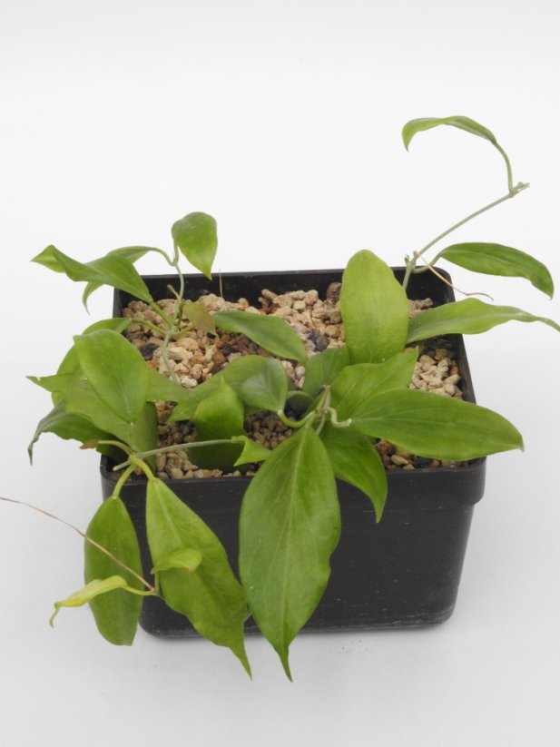 Hoya Cominsii