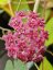 Hoya cinnamomifolia