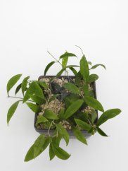 Hoya padangensis
