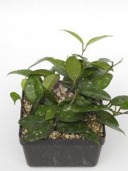 Hoya Heidi