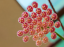 Hoya Rosarioae