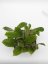 Hoya forbesii gelbe blten