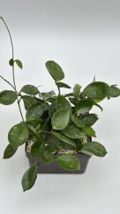 Hoya carnosa round leaf