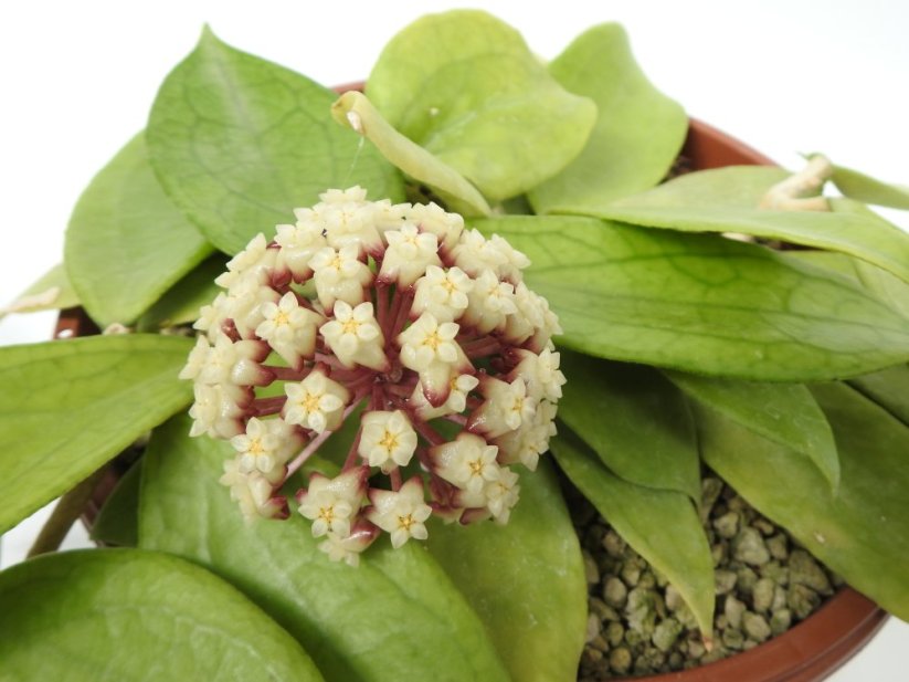 Hoya jennifer