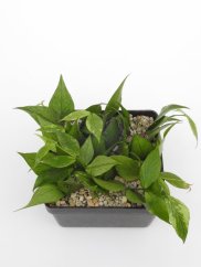 Hoya polyneura