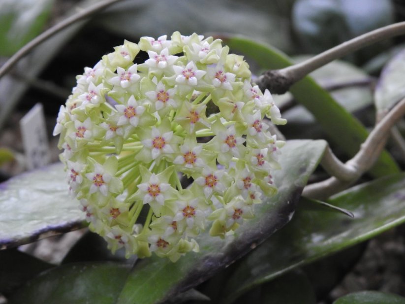 Hoya verticilata red leaf