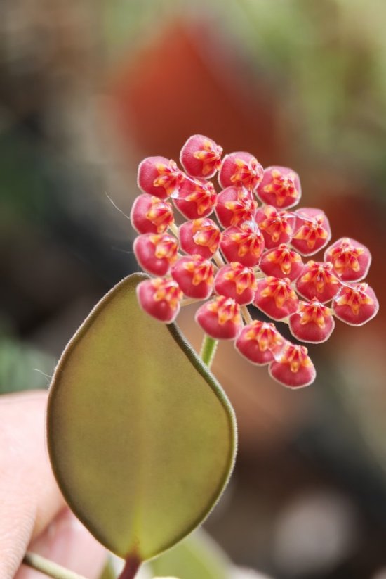 Hoya burtoniae ds70