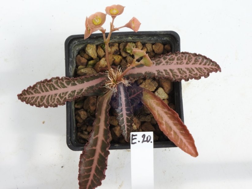 Euphorbia francoisii hybrid  No.20