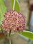 Hoya mindorensis cv. red star