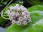 Hoya Verticillata var. Hendersonii