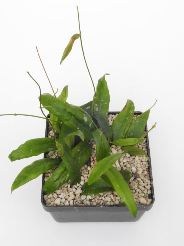 Hoya Sabah