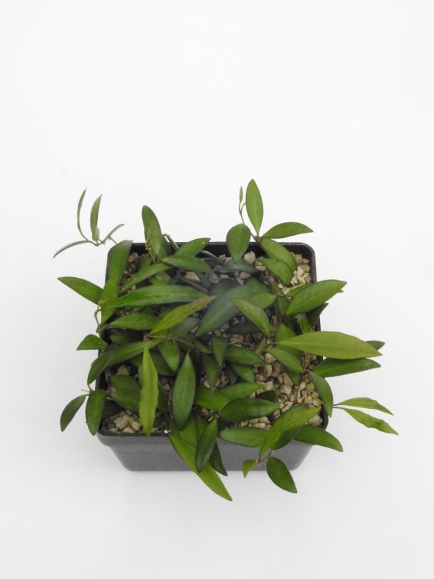 Hoya rosita