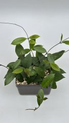 Hoya carnosa red
