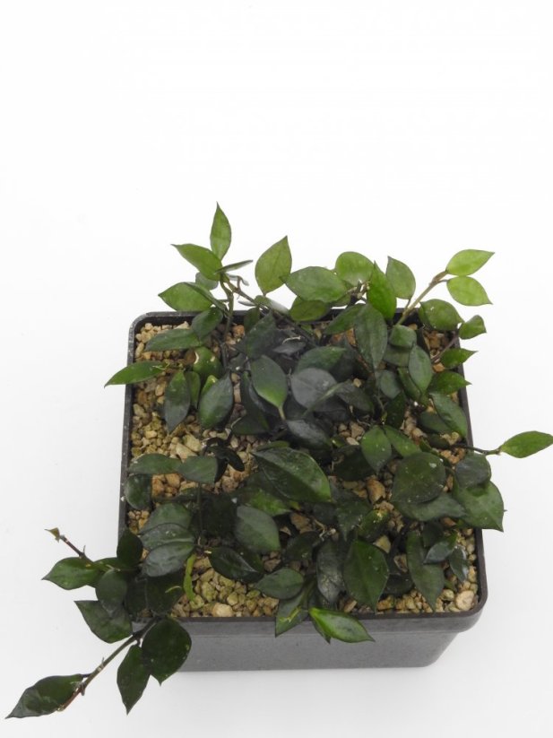 Hoya krohniana black