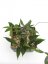 Hoya lamingtoniae png 4