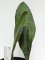 Sansevieria hyacinthoides mozambique  No.18