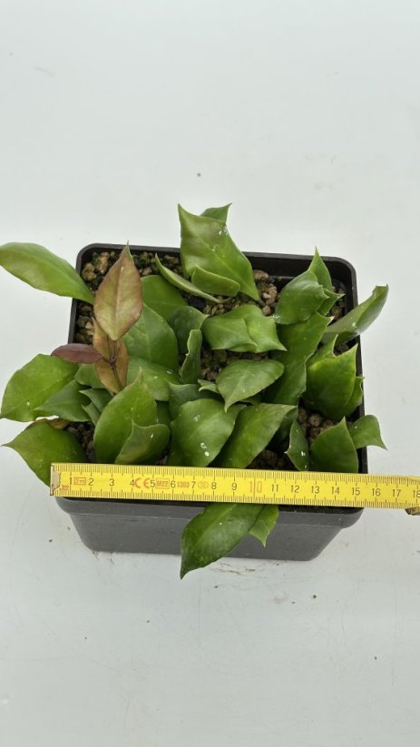 Hoya sp. Haruku IPPS 3759