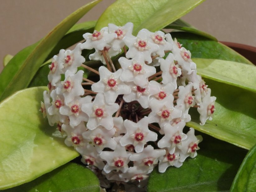 Hoya Fungii