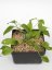 Hoya Cominsii