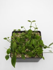 Hoya eitapensis