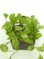 Hoya Nathalie
