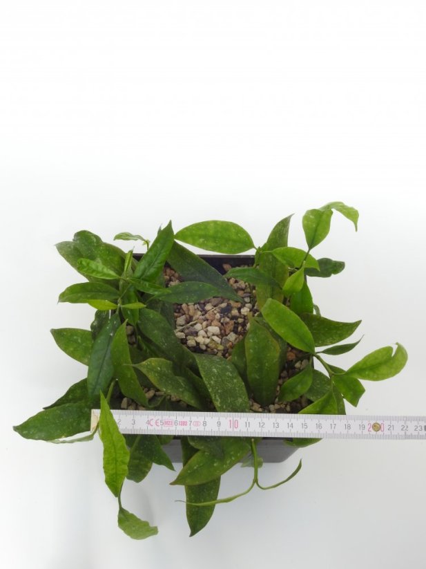 Hoya multiflora java IML 153