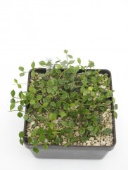 Hoya curtisii