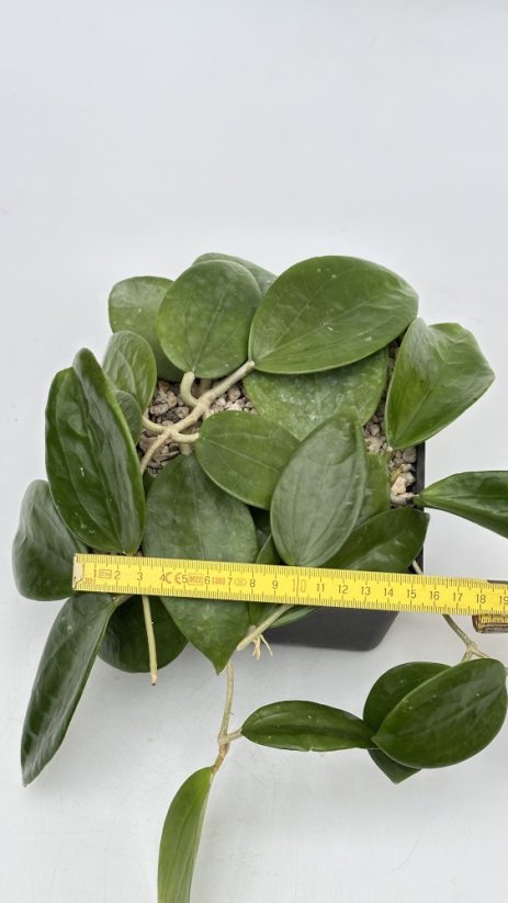 Hoya potsii Chiang Mai