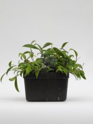 Hoya yok don jižní vietnam