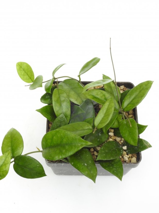 Hoya dasyantha